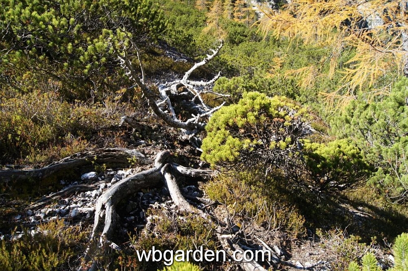wbgarden alps 39.JPG